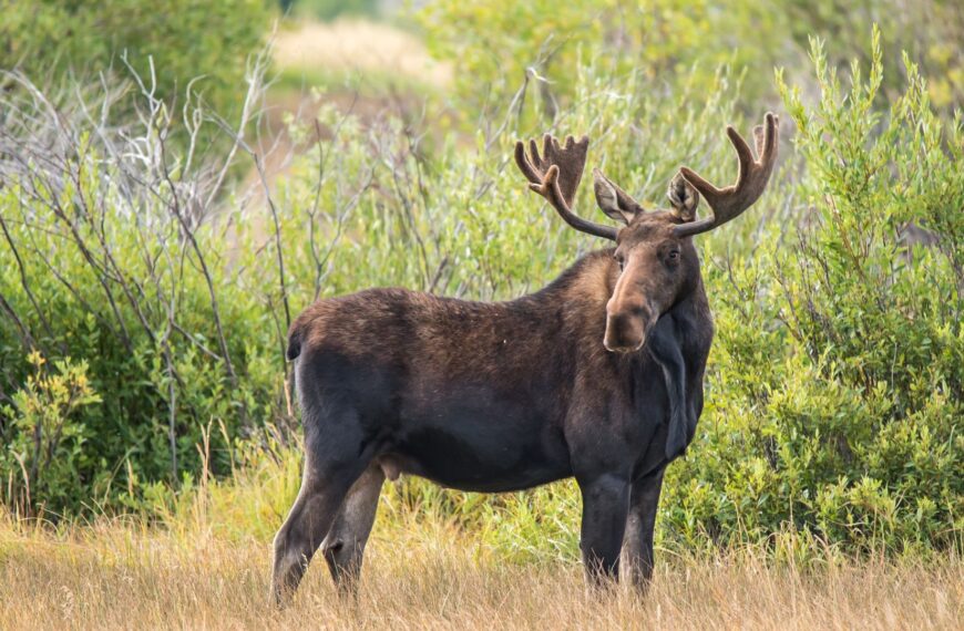 350+ Best Moose Names with Meaning