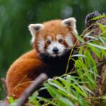 350+ Best Red Panda Names (Unique, Cool, Funny, Cute, Catchy)