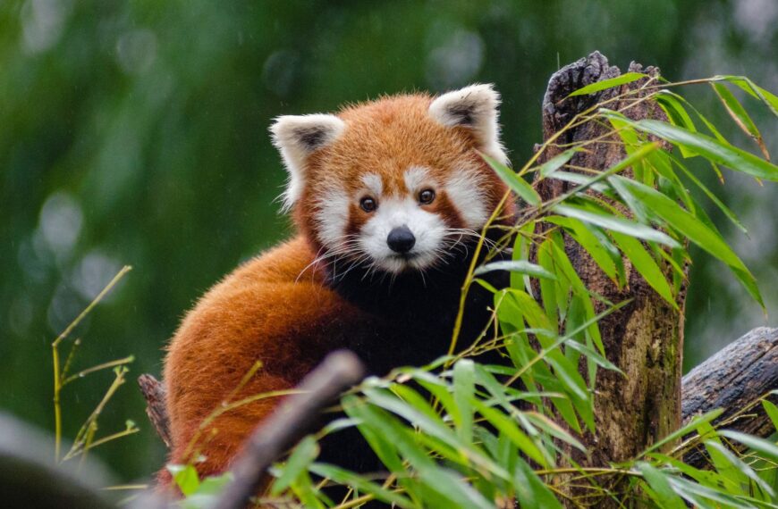 350+ Best Red Panda Names (Unique, Cool, Funny,…