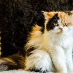 350+ Warrior Cat Name Ideas To Discover The Purrfect Alias