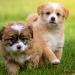 440+Cute Boy Dog Names