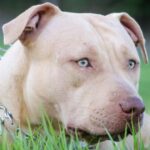 500+ Best, Cute, Unique & Good Gangster Pitbull Dog Names for Your Pitbull Dog