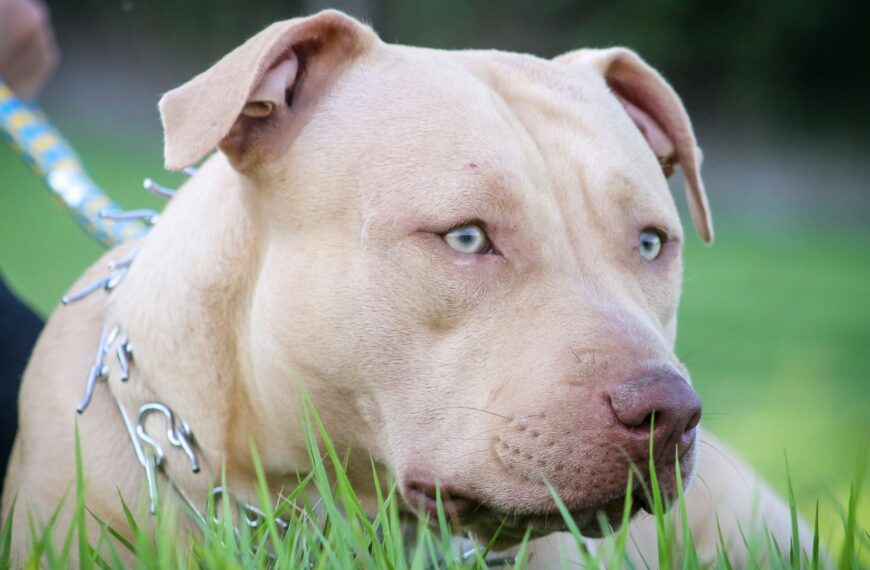 500+ Best, Cute, Unique & Good Gangster Pitbull…