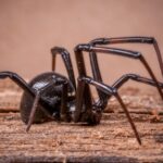 770+ Best Spider Names: Unleash Your Creativity for Your Pet