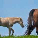 290+ Baby Horse Names (With Meanings)