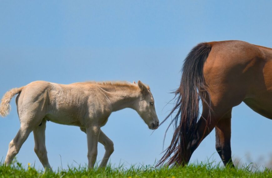 290+ Baby Horse Names (With Meanings)