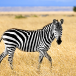 Best & Unique Zebra Names for Your Striped Friends