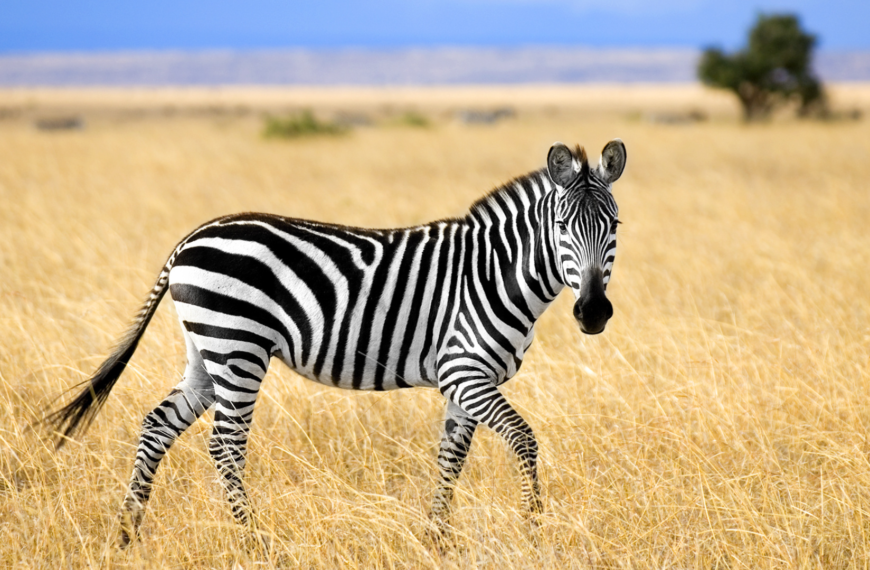 Best & Unique Zebra Names for Your Striped…