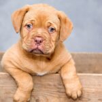 150+ Sweet Dog Names