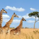 Top 420+ Giraffe Names: From Cute and Funny to Famous and Cartoonish