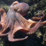 Unique and Creative Octopus Names: Find the Perfect Name for Your Eight-Legged Friend