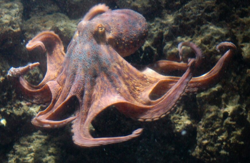 Unique and Creative Octopus Names: Find the Perfect…