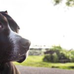 140+ Whiskey Dog Names