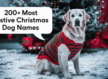 200+ Most Festive Christmas Dog Names